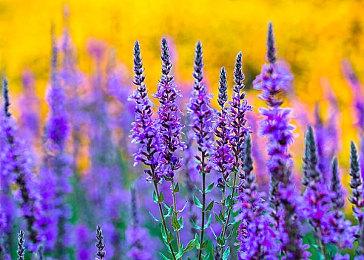 《第一后裔》首个赛季“入侵”预告 8月29日上线、新后裔狙击手